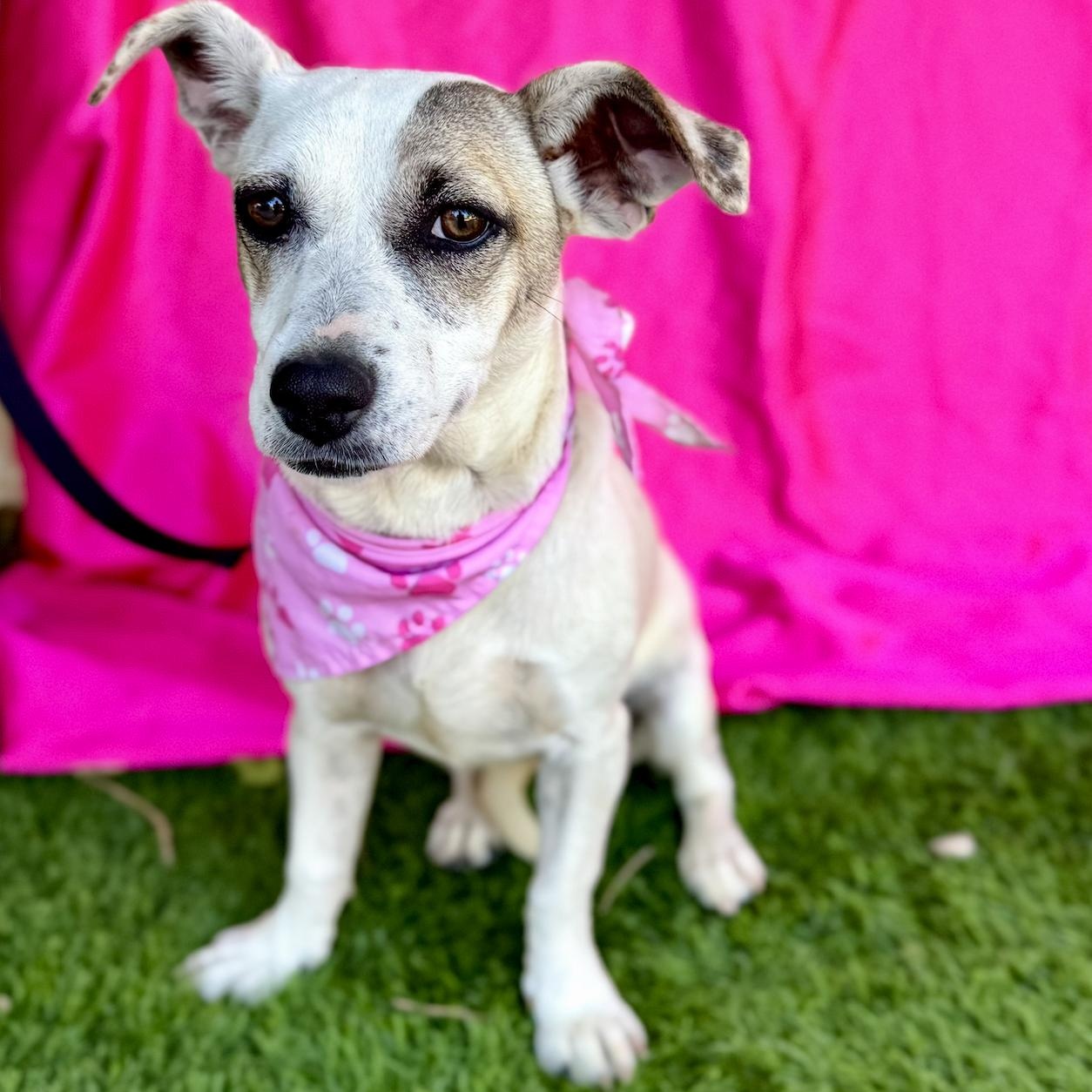 Enlarge TILLY, a Adoptable mixed breed in Rowland Heights, CA image 5/6