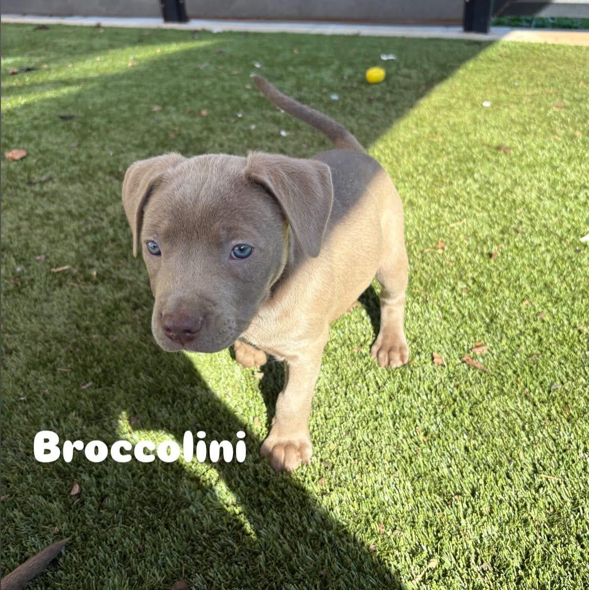 Broccolini , Adoptable, Puppy Male Mixed Breed.