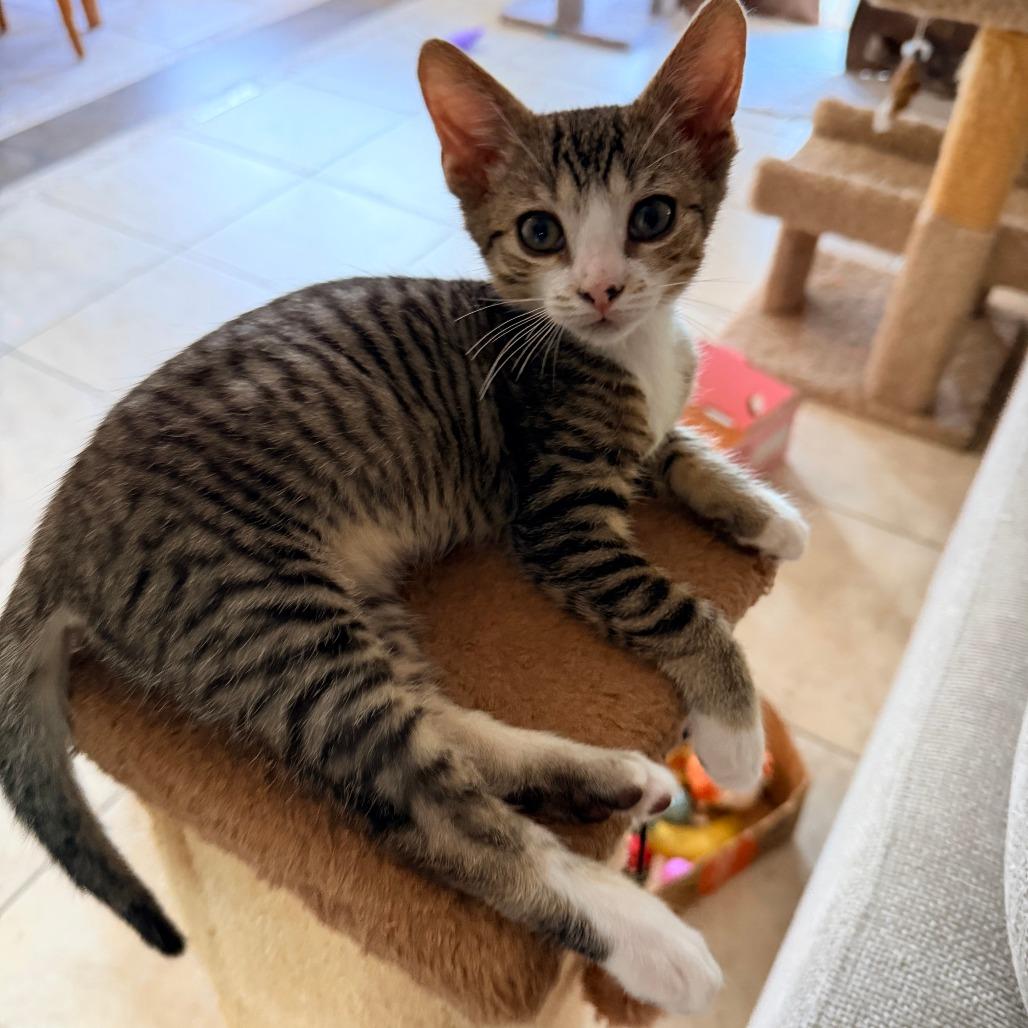 Enlarge Brielle, a Adoptable Domestic Short Hair in Jupiter, FL image 1/6
