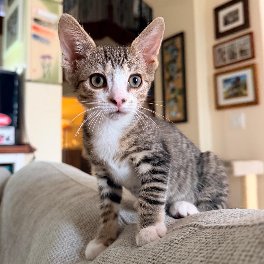Enlarge Brielle, a Adoptable Domestic Short Hair in Jupiter, FL image 2/6