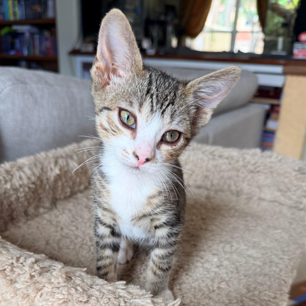 Enlarge Brielle, a Adoptable Domestic Short Hair in Jupiter, FL image 3/6
