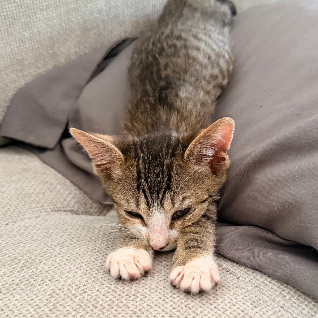 Enlarge Brielle, a Adoptable Domestic Short Hair in Jupiter, FL image 4/6