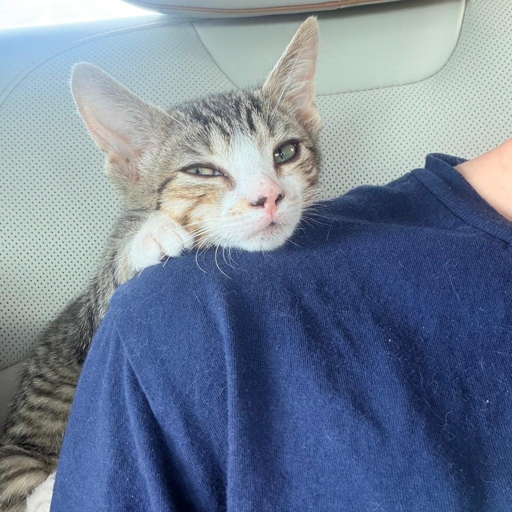 Enlarge Brielle, a Adoptable Domestic Short Hair in Jupiter, FL image 5/6