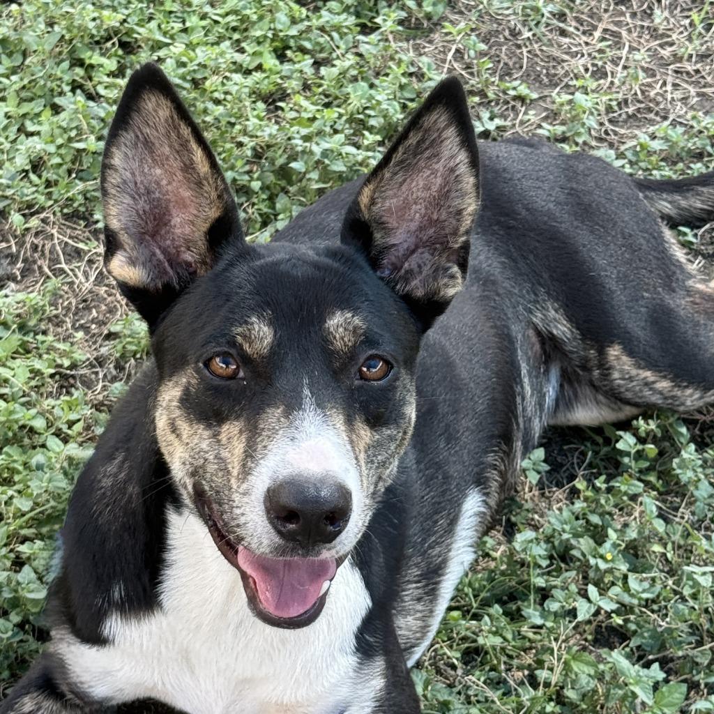 Enlarge Livia, a Adoptable mixed breed in Brenham, TX image 3/6