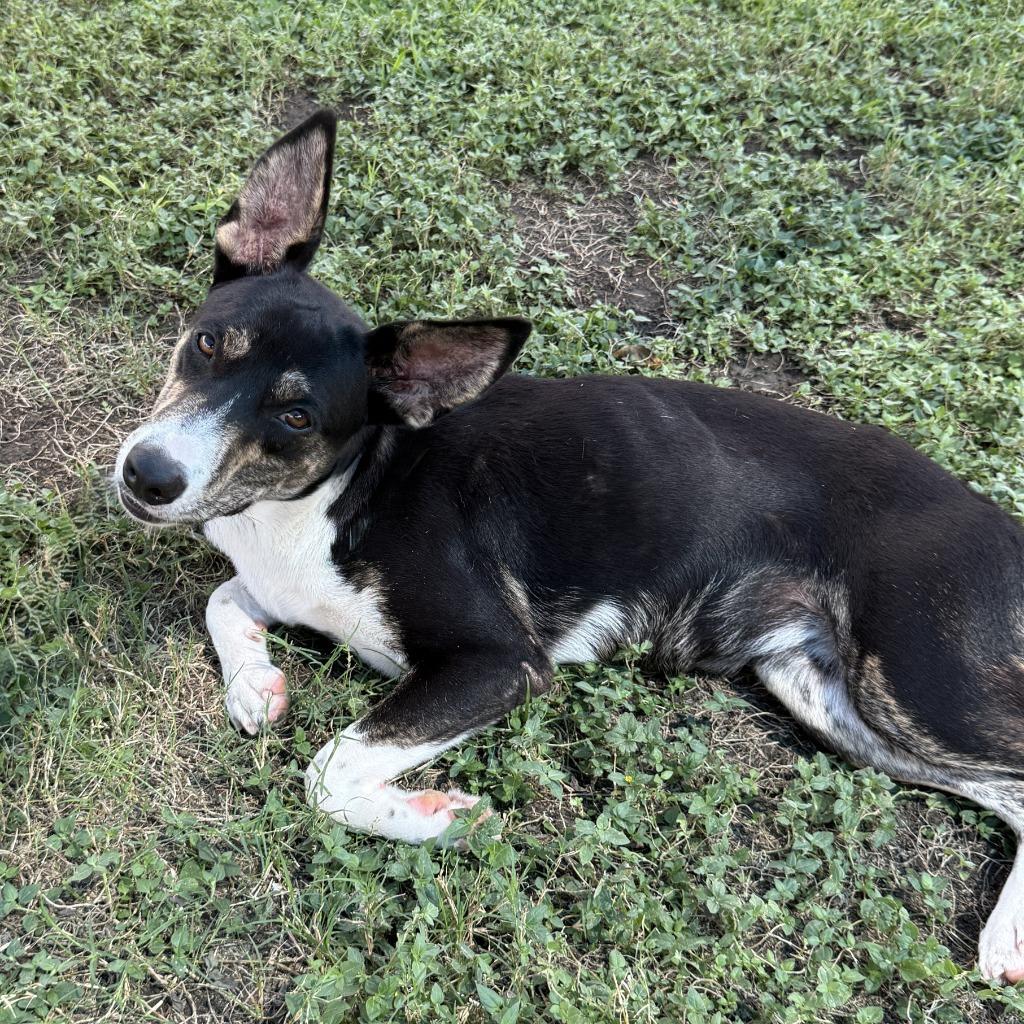Enlarge Livia, a Adoptable mixed breed in Brenham, TX image 2/6