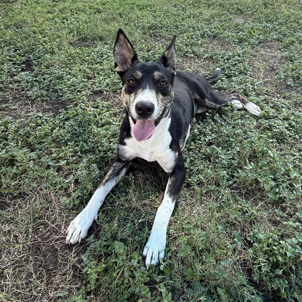 Enlarge Livia, a Adoptable mixed breed in Brenham, TX image 4/6