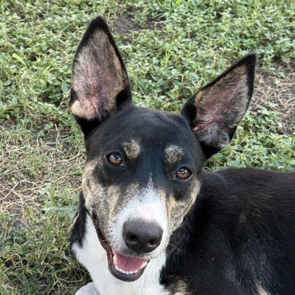 Enlarge Livia, a Adoptable mixed breed in Brenham, TX image 1/6