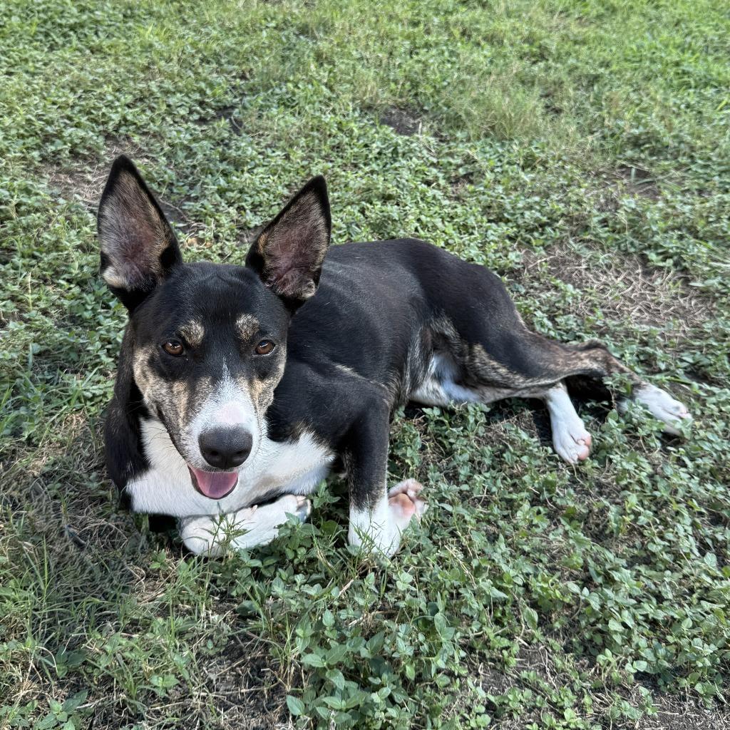 Enlarge Livia, a Adoptable mixed breed in Brenham, TX image 5/6
