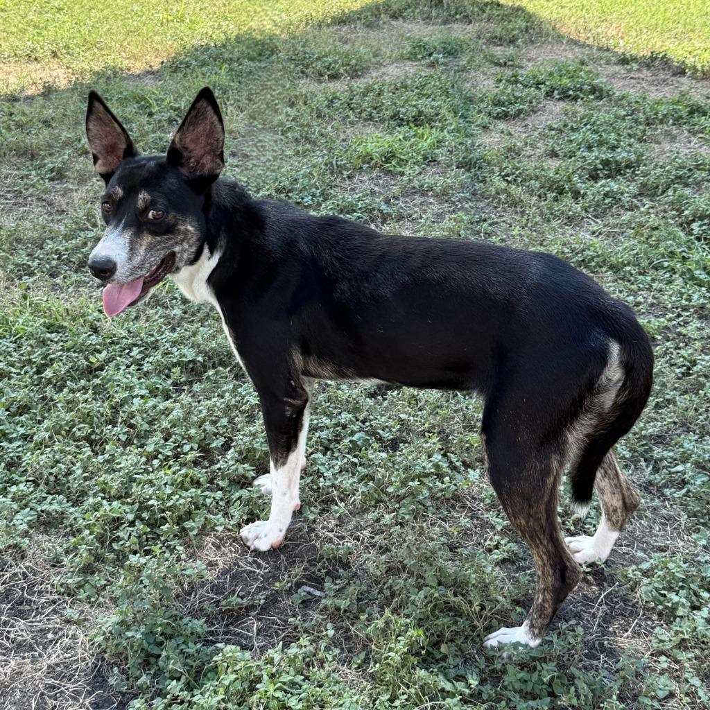 Enlarge Livia, a Adoptable mixed breed in Brenham, TX image 6/6