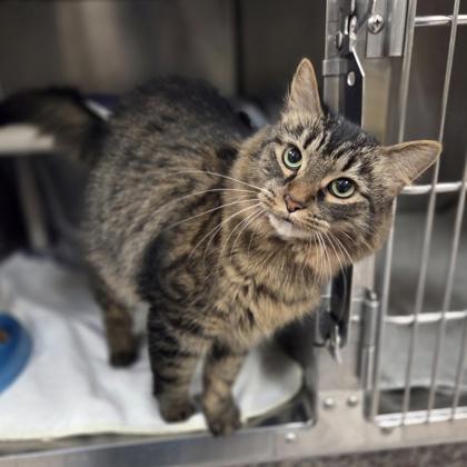 Enlarge Princess, a Adoptable mixed breed in Westland, MI image 1/3