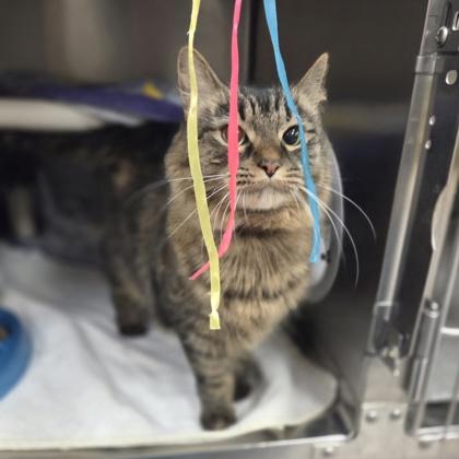 Enlarge Princess, a Adoptable mixed breed in Westland, MI image 2/3