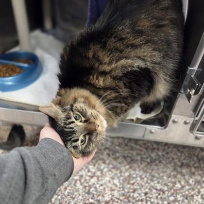 Enlarge Princess, a Adoptable mixed breed in Westland, MI image 3/3