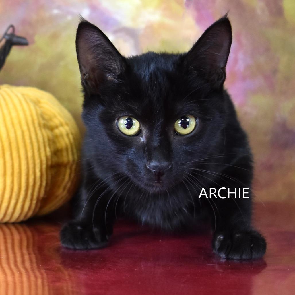 Enlarge Archie, a Adoptable Domestic Short Hair in Yuma, AZ image 1/1