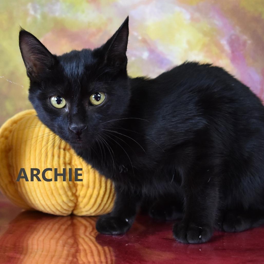 Archie, Adoptable, Kitten Male Domestic Short Hair.