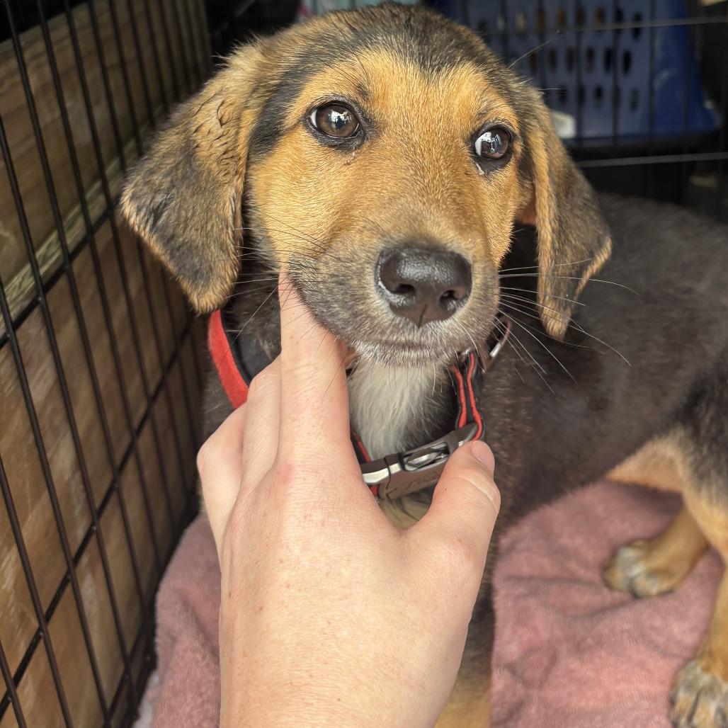 Arianna, Adoptable, Puppy Female Beagle.