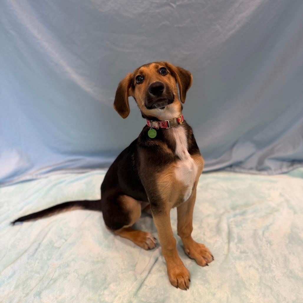 Enlarge Arianna, a Adoptable mixed breed in Chesapeake, VA image 2/2