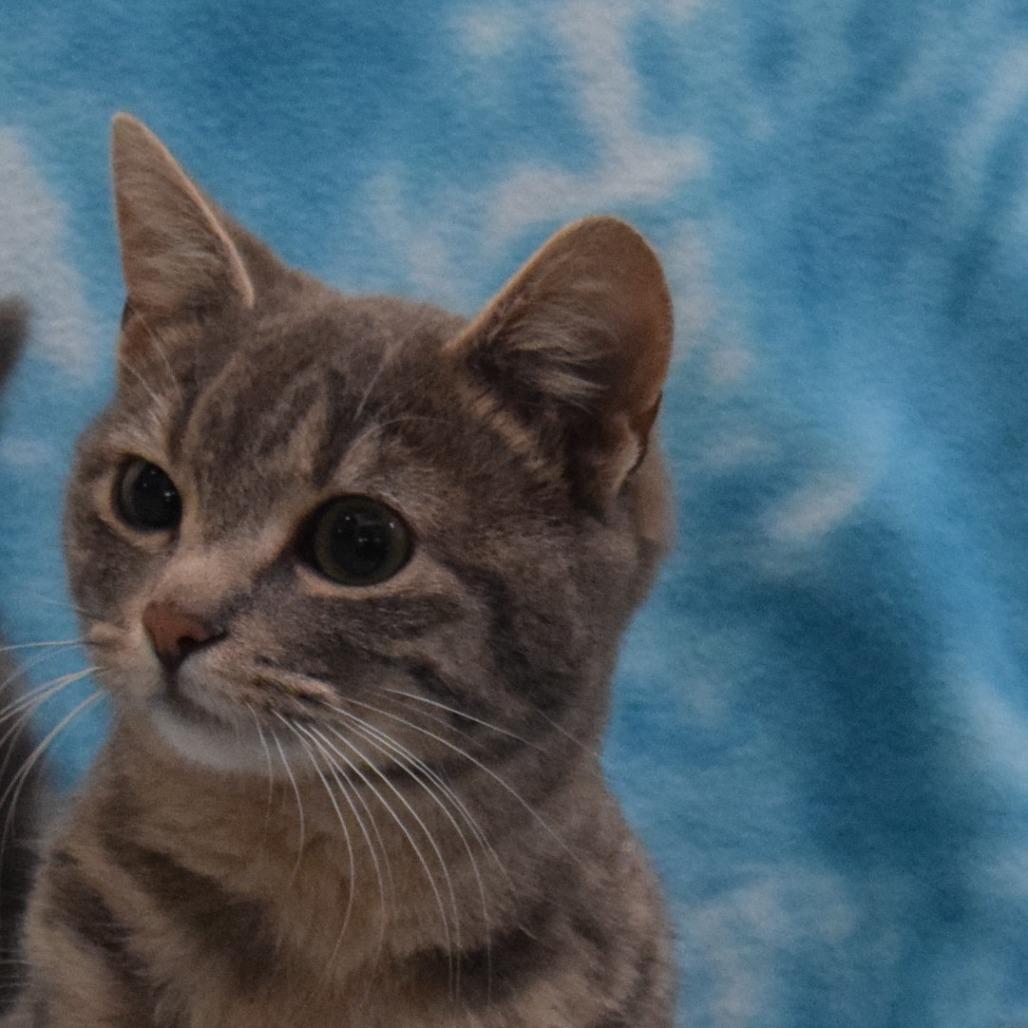 Chalupa, Adoptable, Young Female Domestic Short Hair.