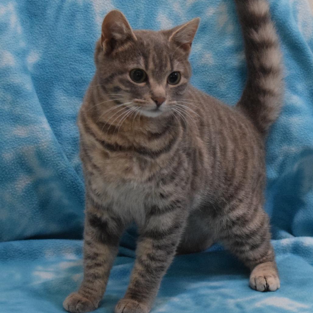 Enlarge Chalupa, a Adoptable Domestic Short Hair in Eureka, CA image 2/4