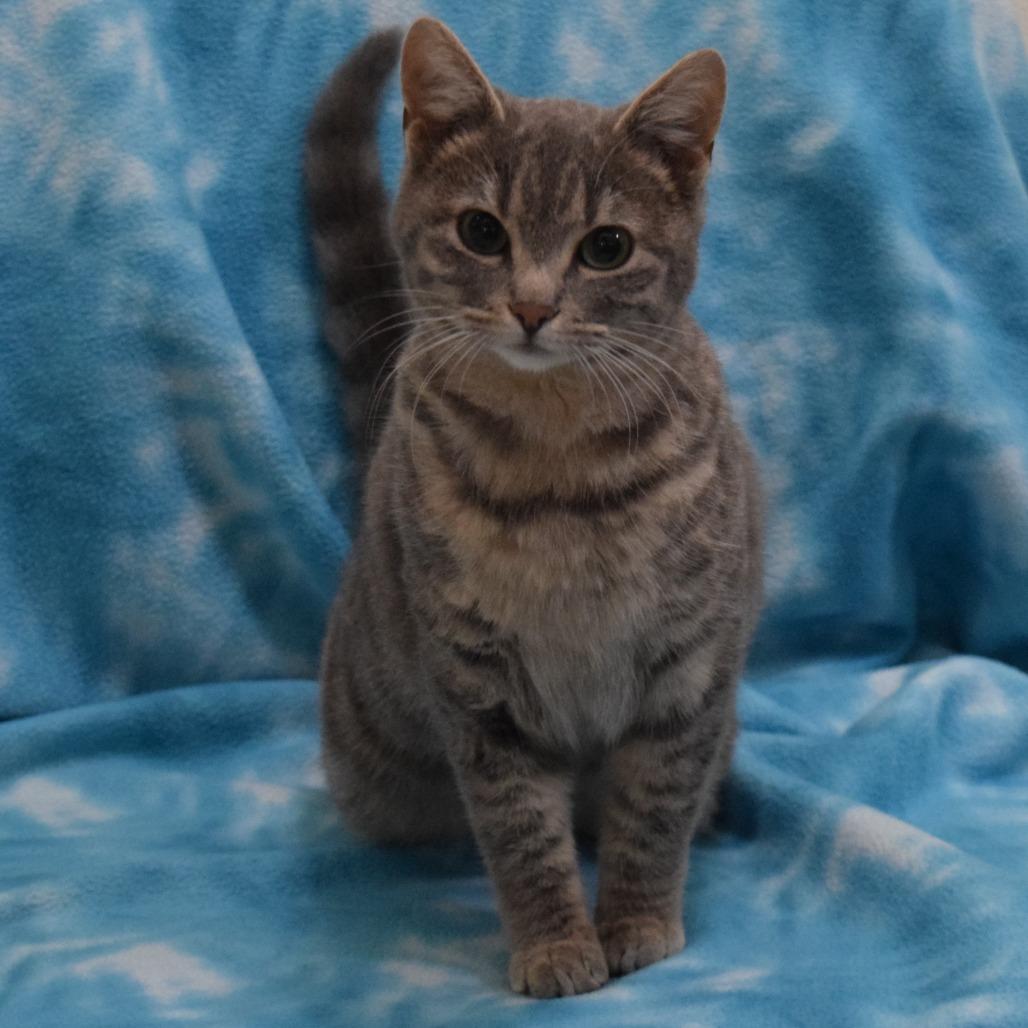 Enlarge Chalupa, a Adoptable Domestic Short Hair in Eureka, CA image 3/4