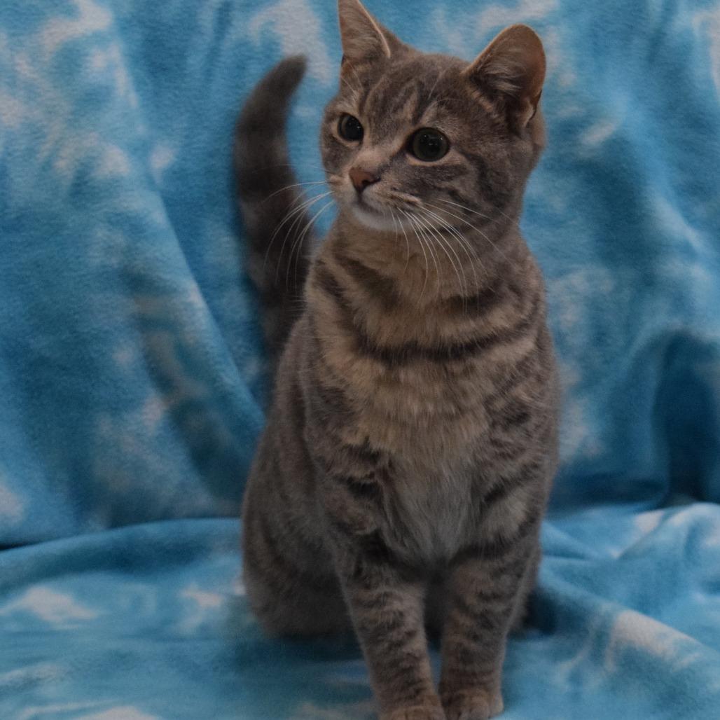 Enlarge Chalupa, a Adoptable Domestic Short Hair in Eureka, CA image 4/4