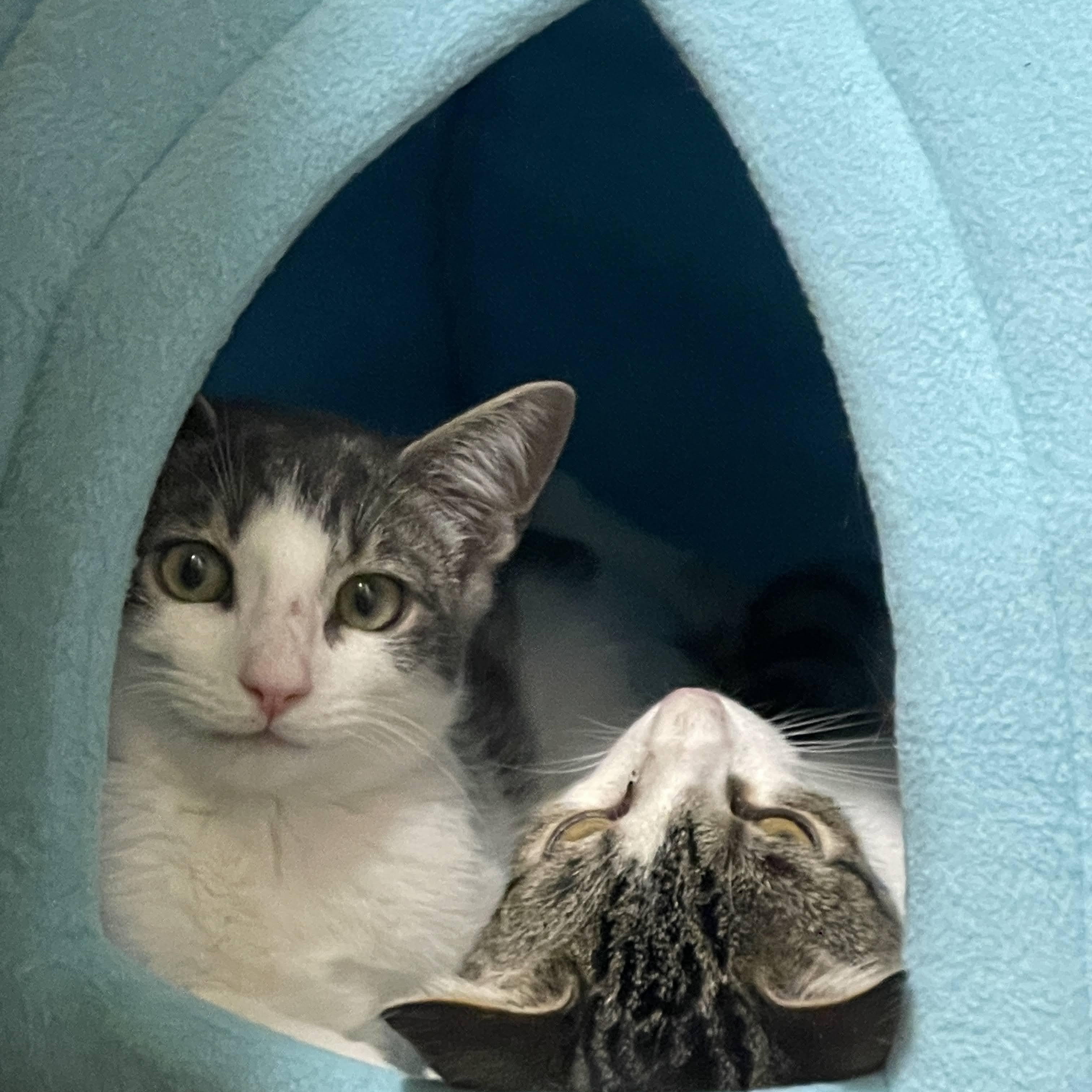 Enlarge Shrimp Scampi and Pastina, a ADOPTABLE Domestic Short Hair in brooklyn, NY image 1/5