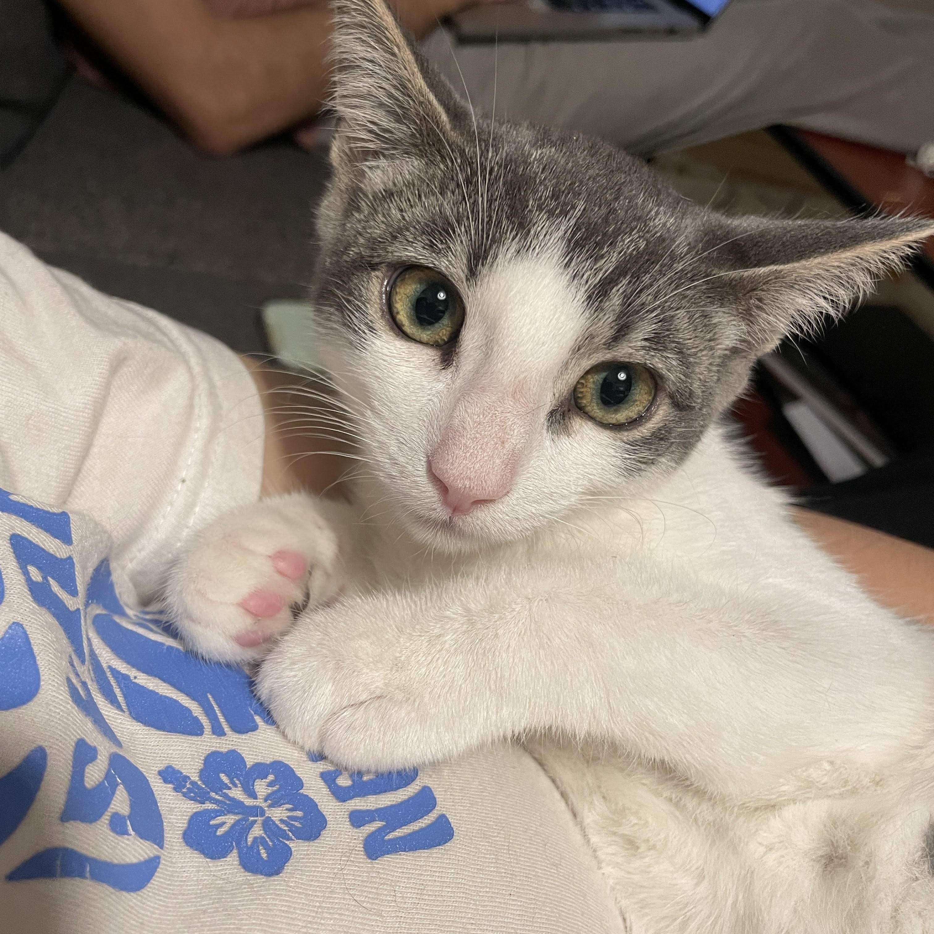 Enlarge Shrimp Scampi and Pastina, a ADOPTABLE Domestic Short Hair in brooklyn, NY image 2/5