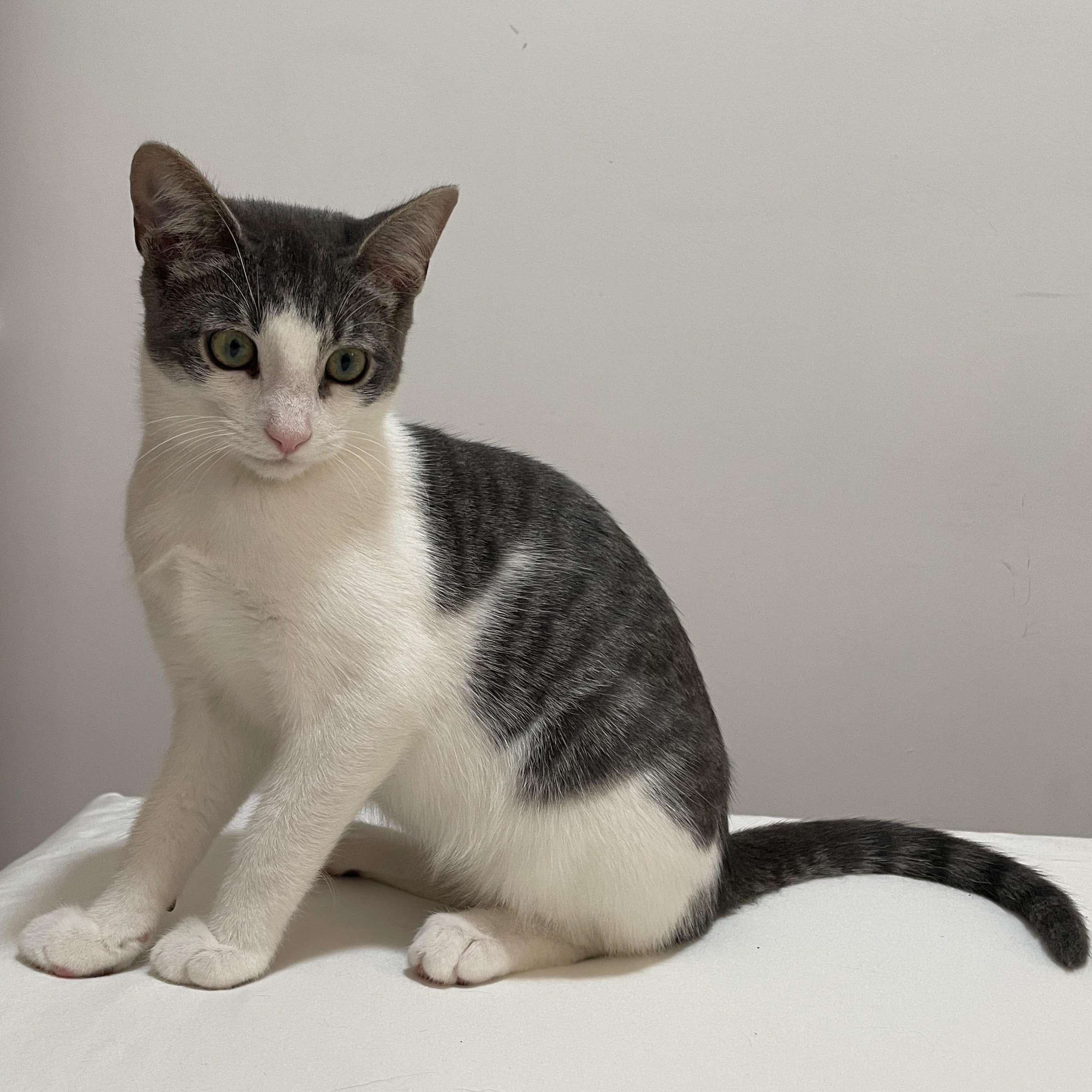 Enlarge Shrimp Scampi and Pastina, a ADOPTABLE Domestic Short Hair in brooklyn, NY image 3/5