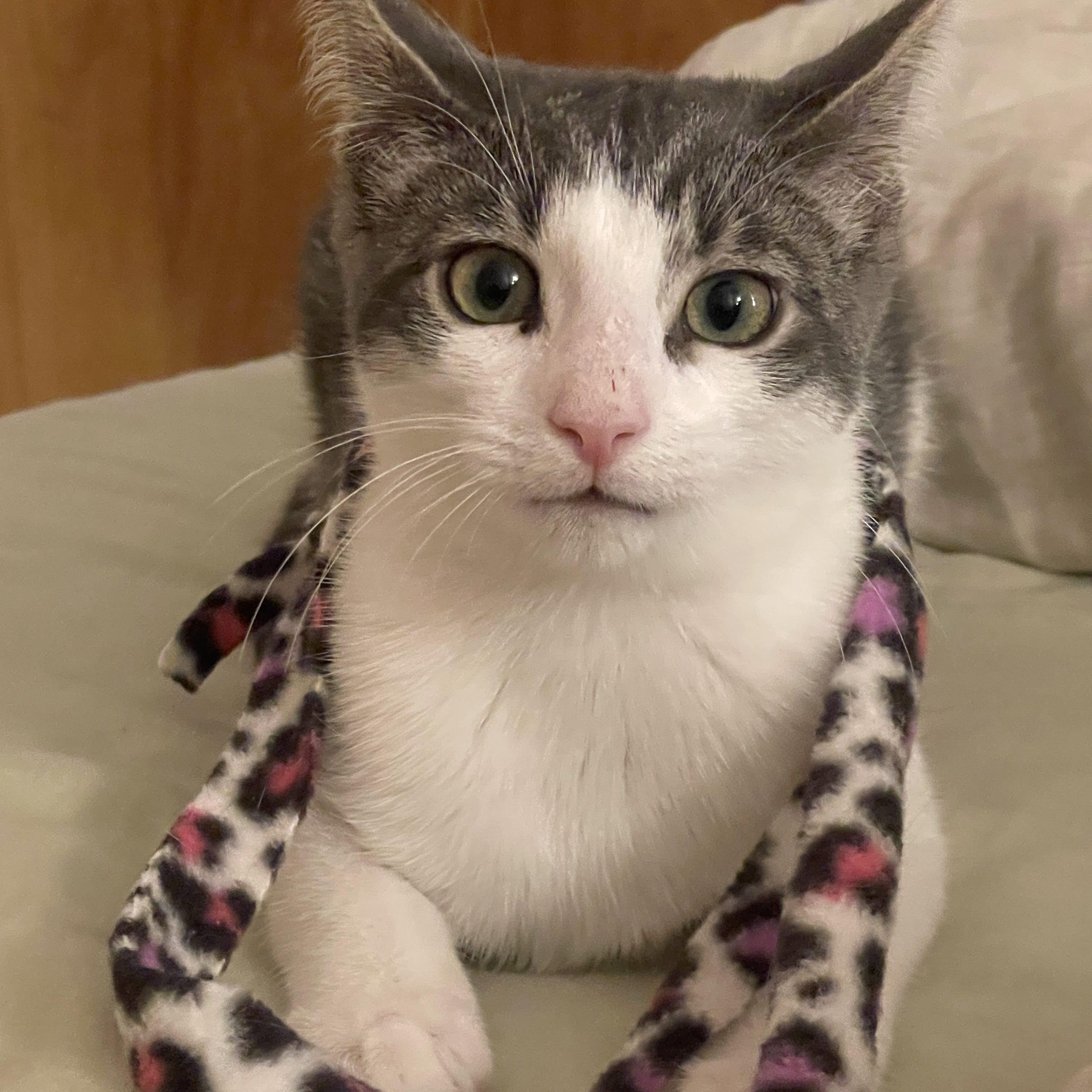 Enlarge Shrimp Scampi and Pastina, a ADOPTABLE Domestic Short Hair in brooklyn, NY image 4/5