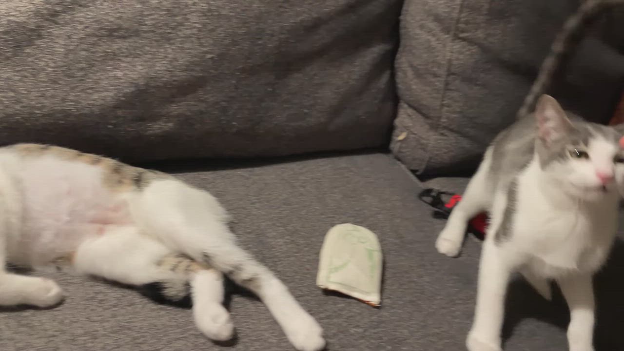 Enlarge Shrimp Scampi and Pastina, a ADOPTABLE Domestic Short Hair in brooklyn, NY video 5/5