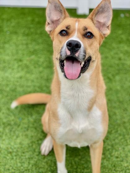 Enlarge Diva, a Adoptable mixed breed in Munster, IN image 1/3