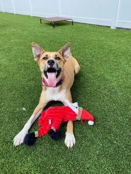 Enlarge Diva, a Adoptable mixed breed in Munster, IN image 2/3