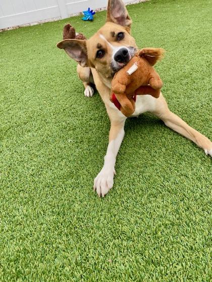 Enlarge Diva, a Adoptable mixed breed in Munster, IN image 3/3