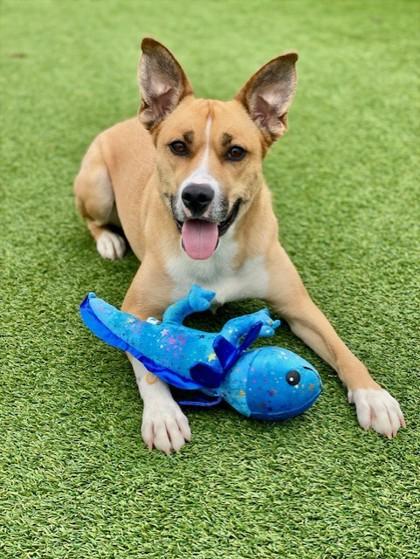 Enlarge Diva, a Adoptable mixed breed in Munster, IN image 3/3