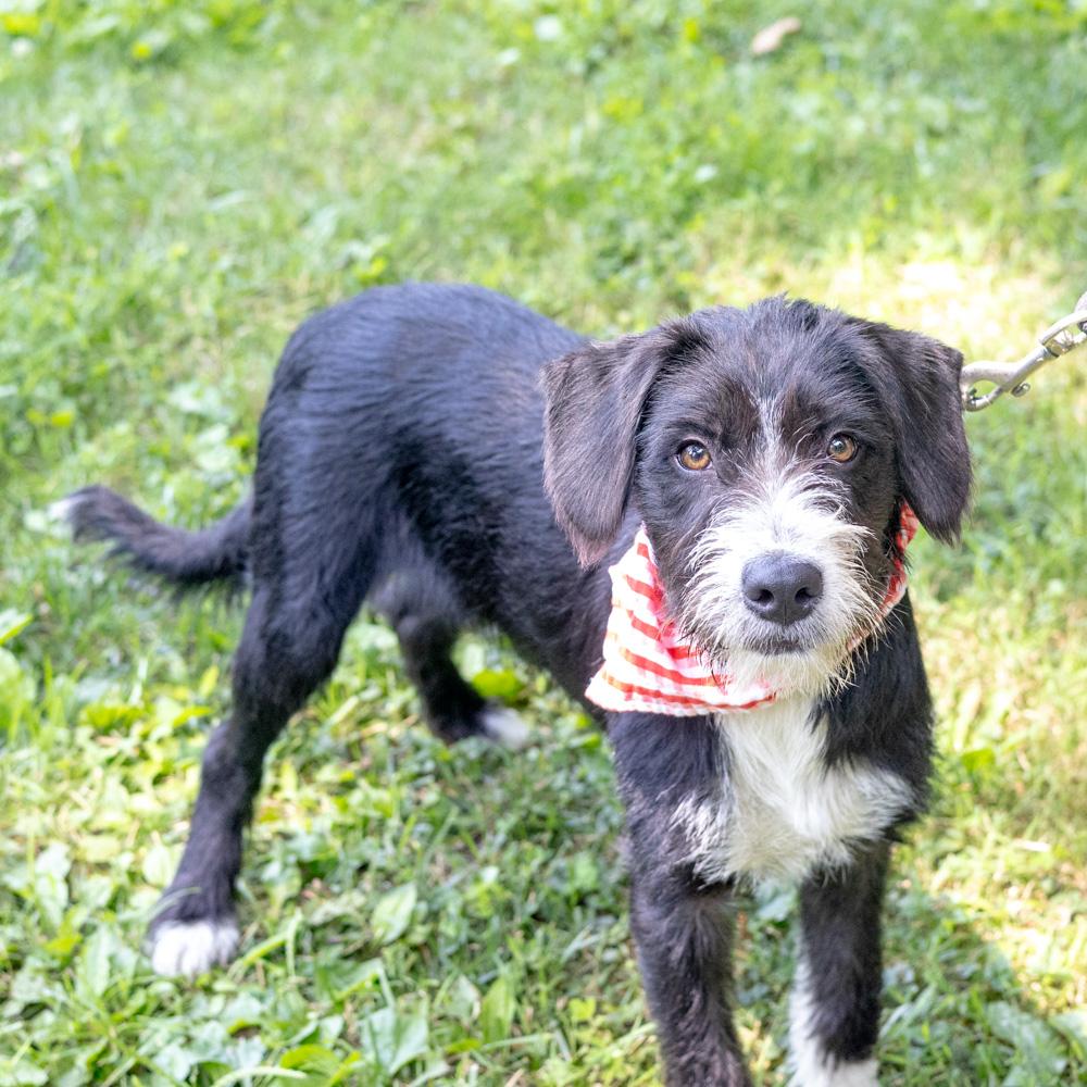Lee (Male), an adopted mixed breed in West Grove, PA image 6/6
