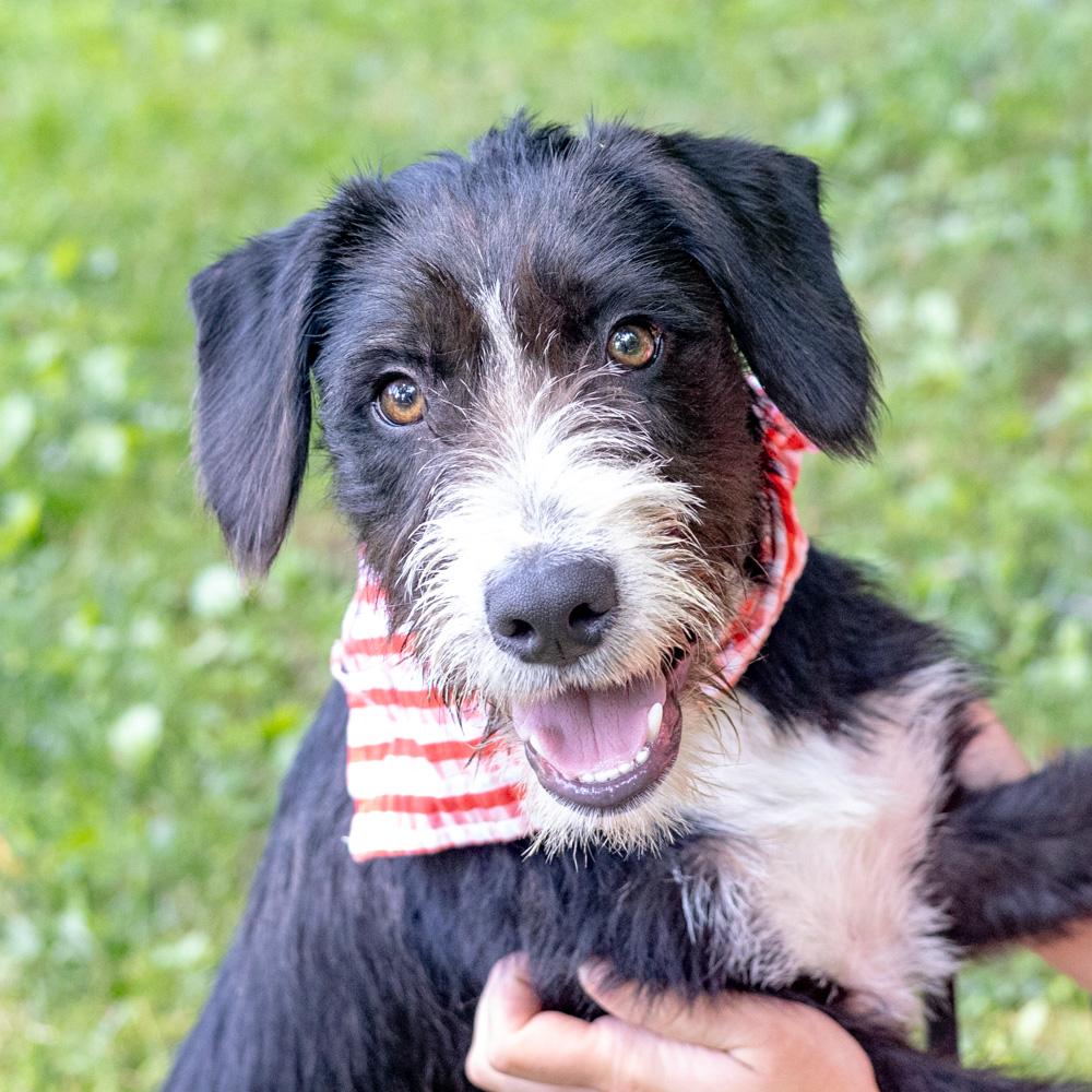 Lee (Male), adopted, Puppy Male Poodle & Black Labrador Retriever.