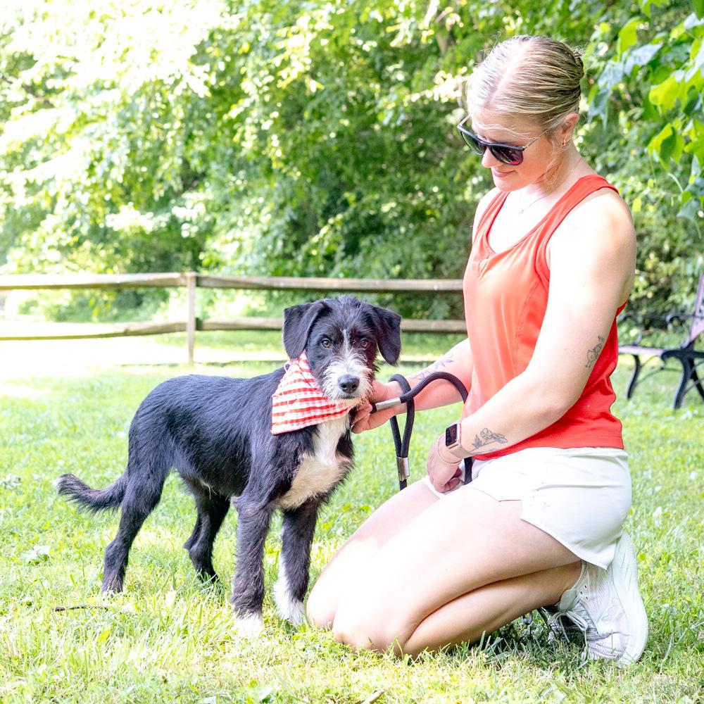 Lee (Male), an adopted mixed breed in West Grove, PA image 5/6