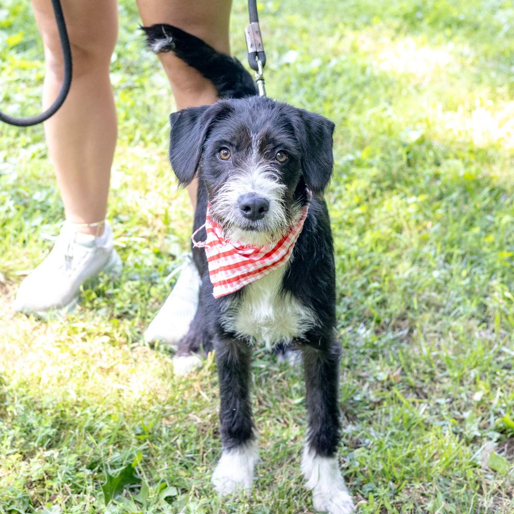 Lee (Male), an adopted mixed breed in West Grove, PA image 2/6