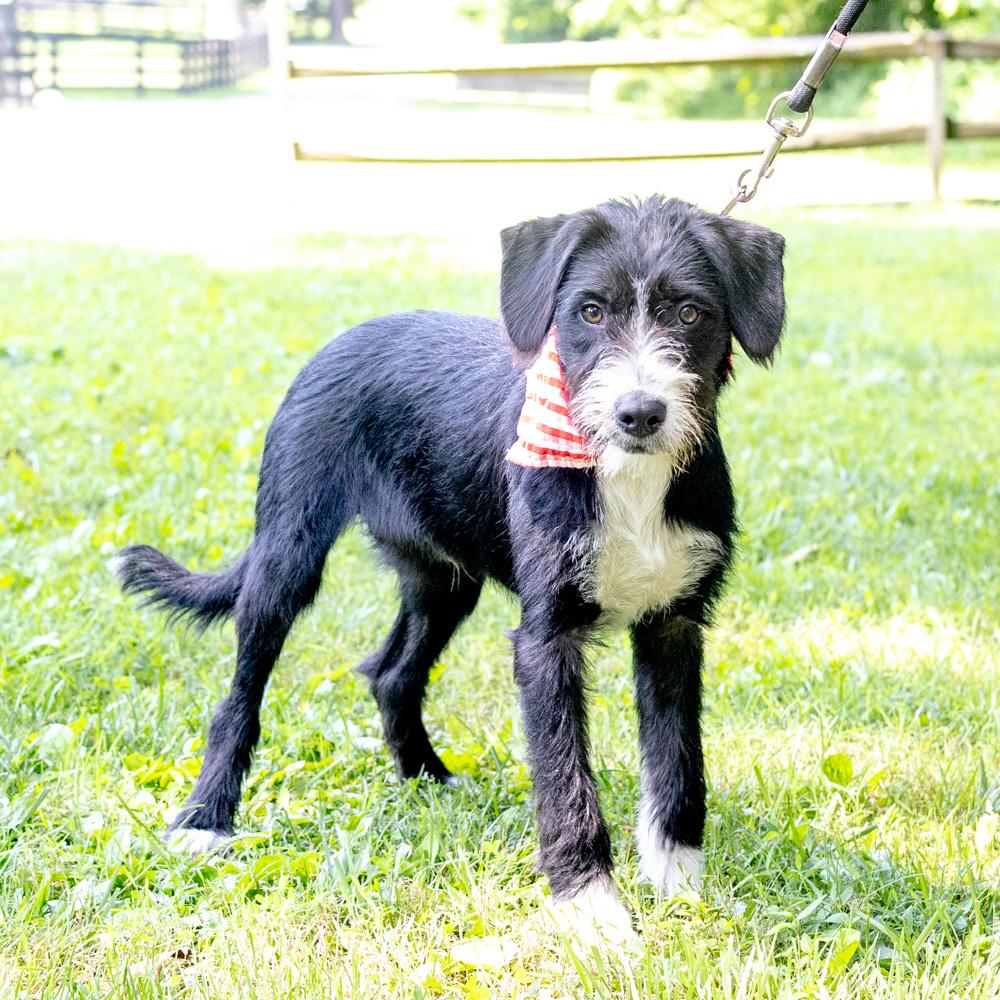 Lee (Male), an adopted mixed breed in West Grove, PA image 4/6