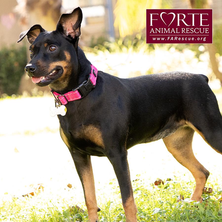 Enlarge Pippa, a Adoptable German Pinscher in Marina Del Rey, CA image 6/6
