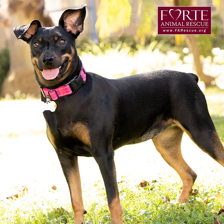 Enlarge Pippa, a Adoptable German Pinscher in Marina Del Rey, CA image 4/6