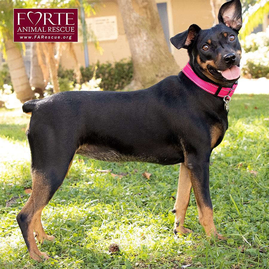 Enlarge Pippa, a Adoptable German Pinscher in Marina Del Rey, CA image 2/6