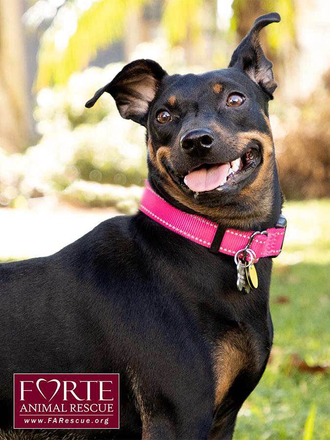 Enlarge Pippa, a Adoptable German Pinscher in Marina Del Rey, CA image 3/6