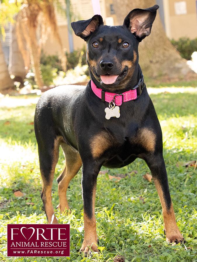 Enlarge Pippa, a Adoptable German Pinscher in Marina Del Rey, CA image 5/6