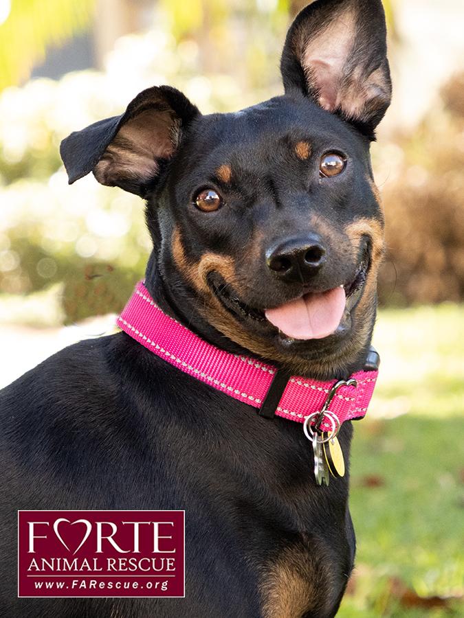 Pippa, Adoptable, Young Female German Pinscher.