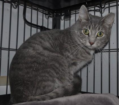 Aurora, Adoptable, Young Female Domestic Short Hair & Domestic Short Hair.