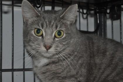 Aurora, Adoptable, Young Female Domestic Short Hair & Domestic Short Hair.