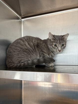 Aurora, Adoptable, Young Female Domestic Short Hair & Domestic Short Hair.