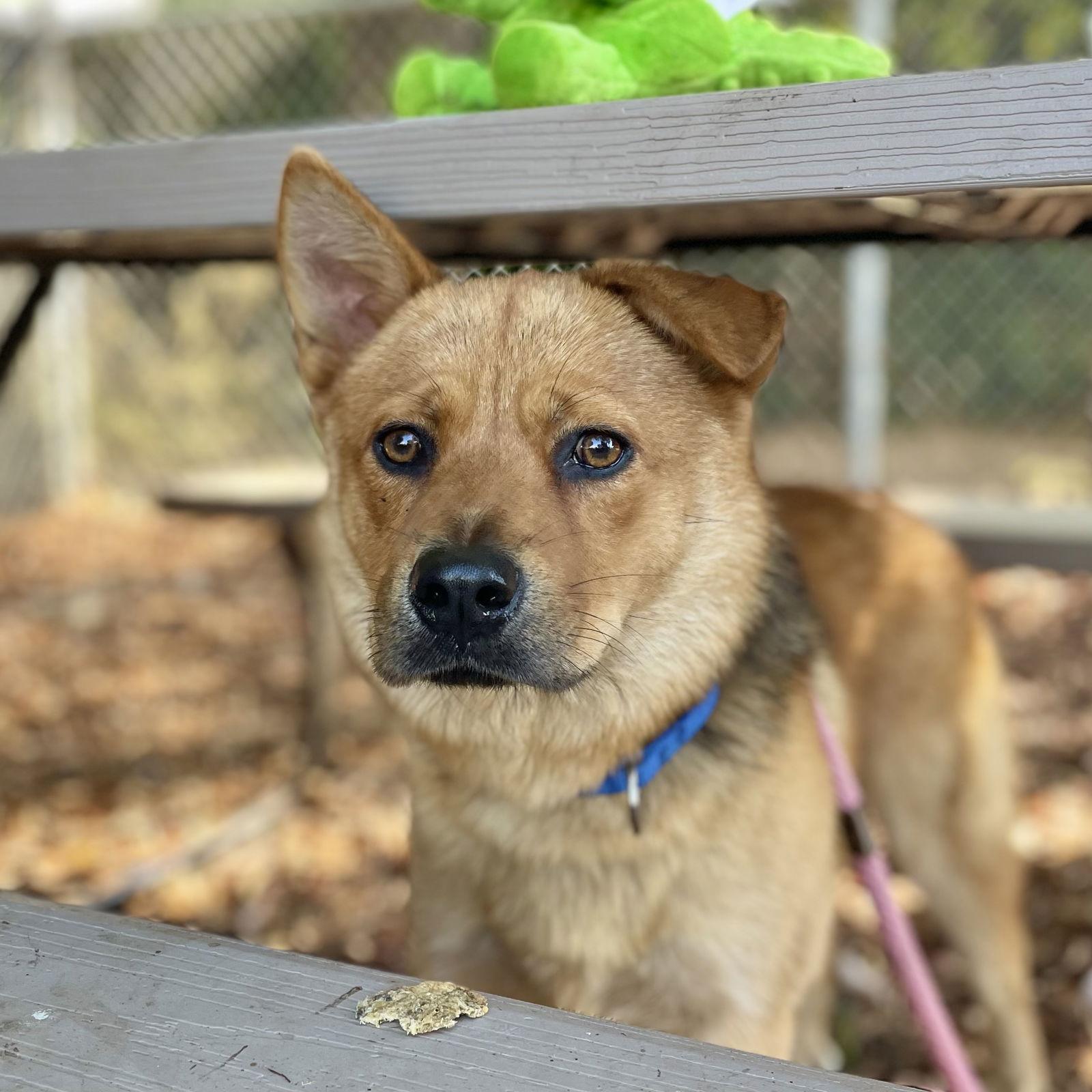 Arthur, Adopted, Young Male Mixed Breed.
