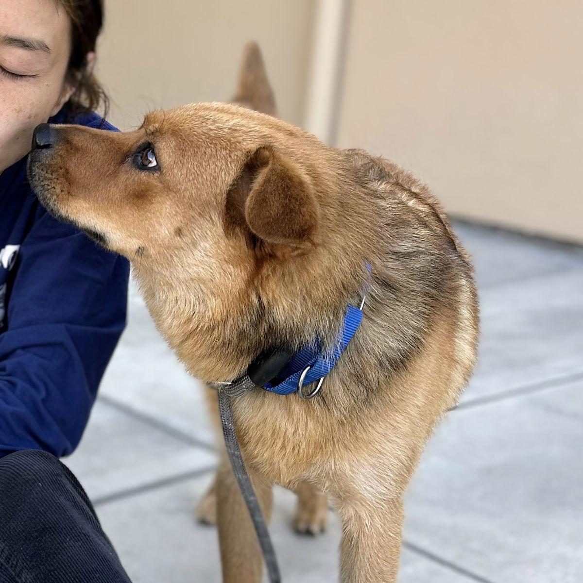 Enlarge Arthur, a Adopted Mixed Breed in Oakland, CA image 2/3