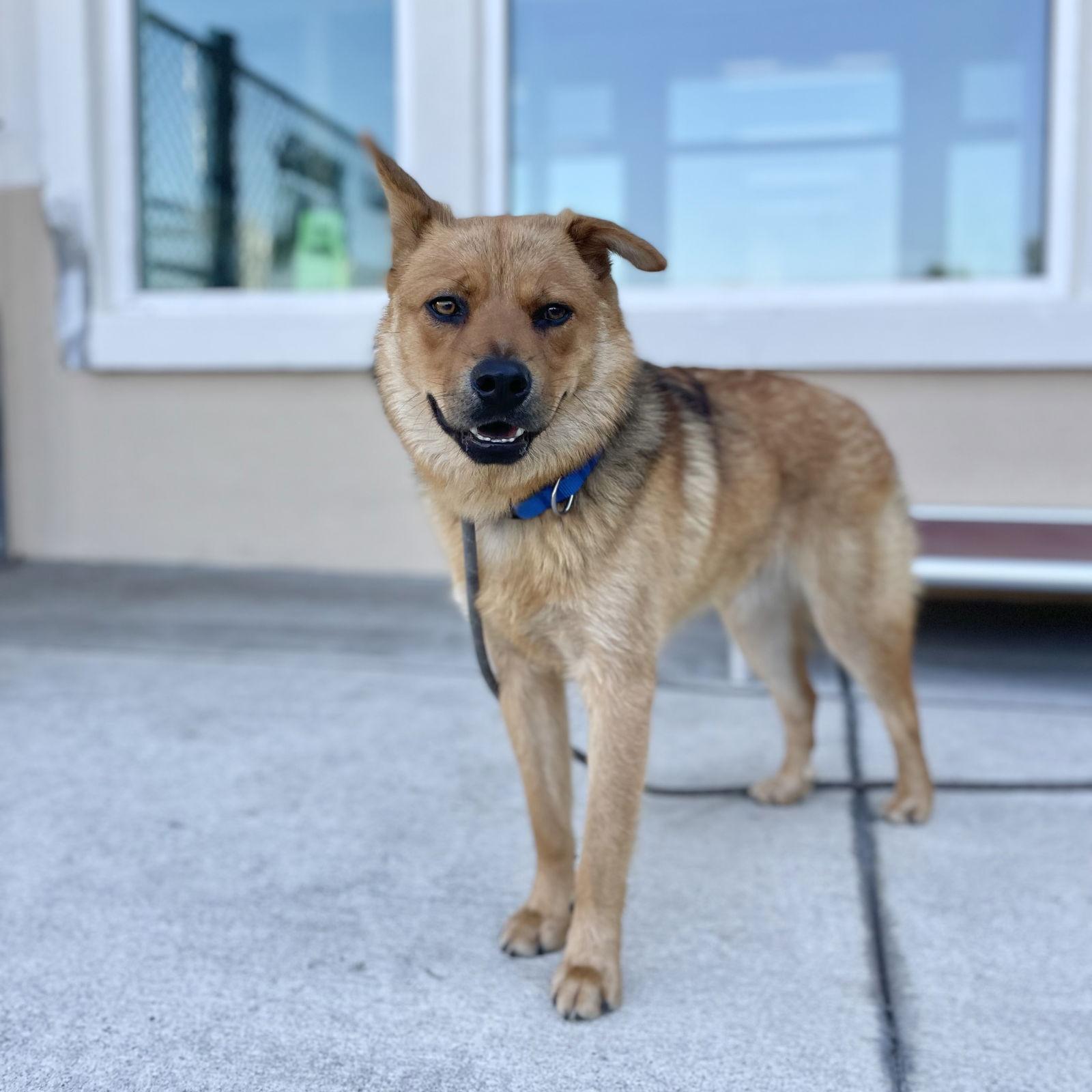 Enlarge Arthur, a Adopted Mixed Breed in Oakland, CA image 3/3
